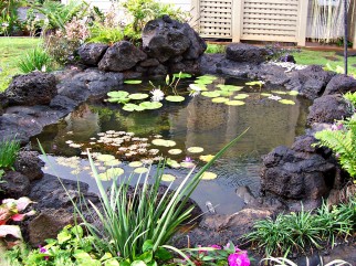 Tranquil Garden Pond